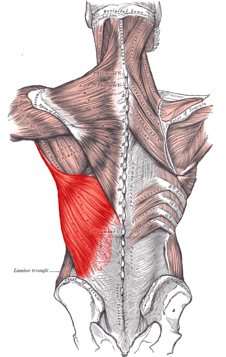 Latissimus Dorsi Muscle Fiber Anatomy
