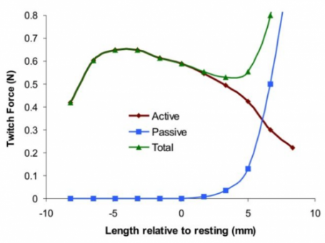 Length-Tension Relationship Active and Passive